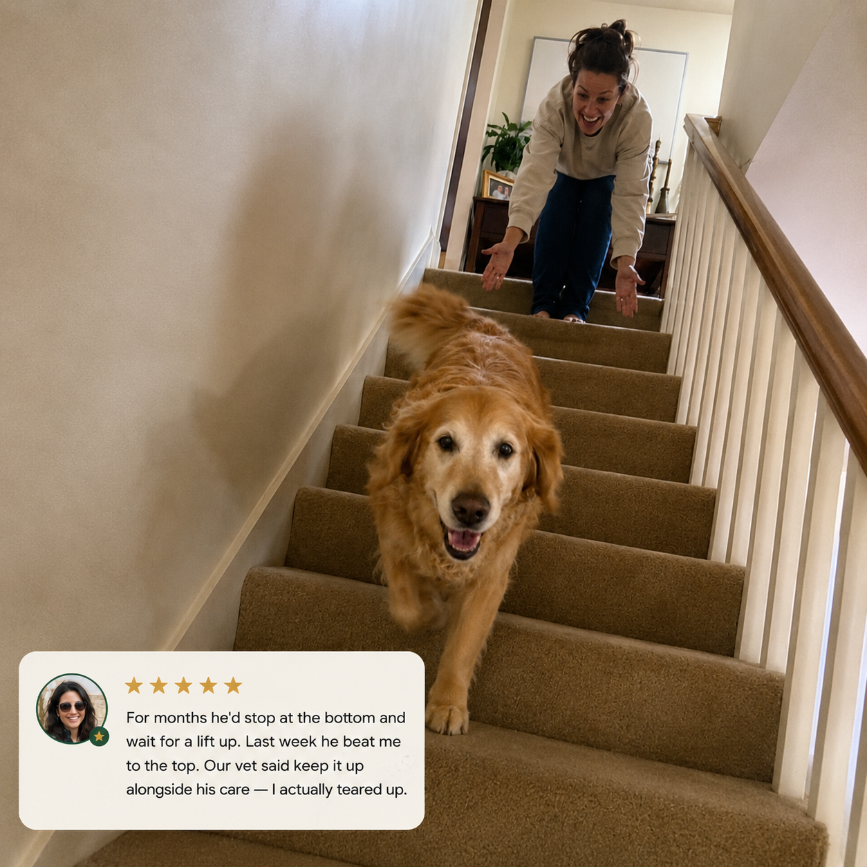 Dog chews