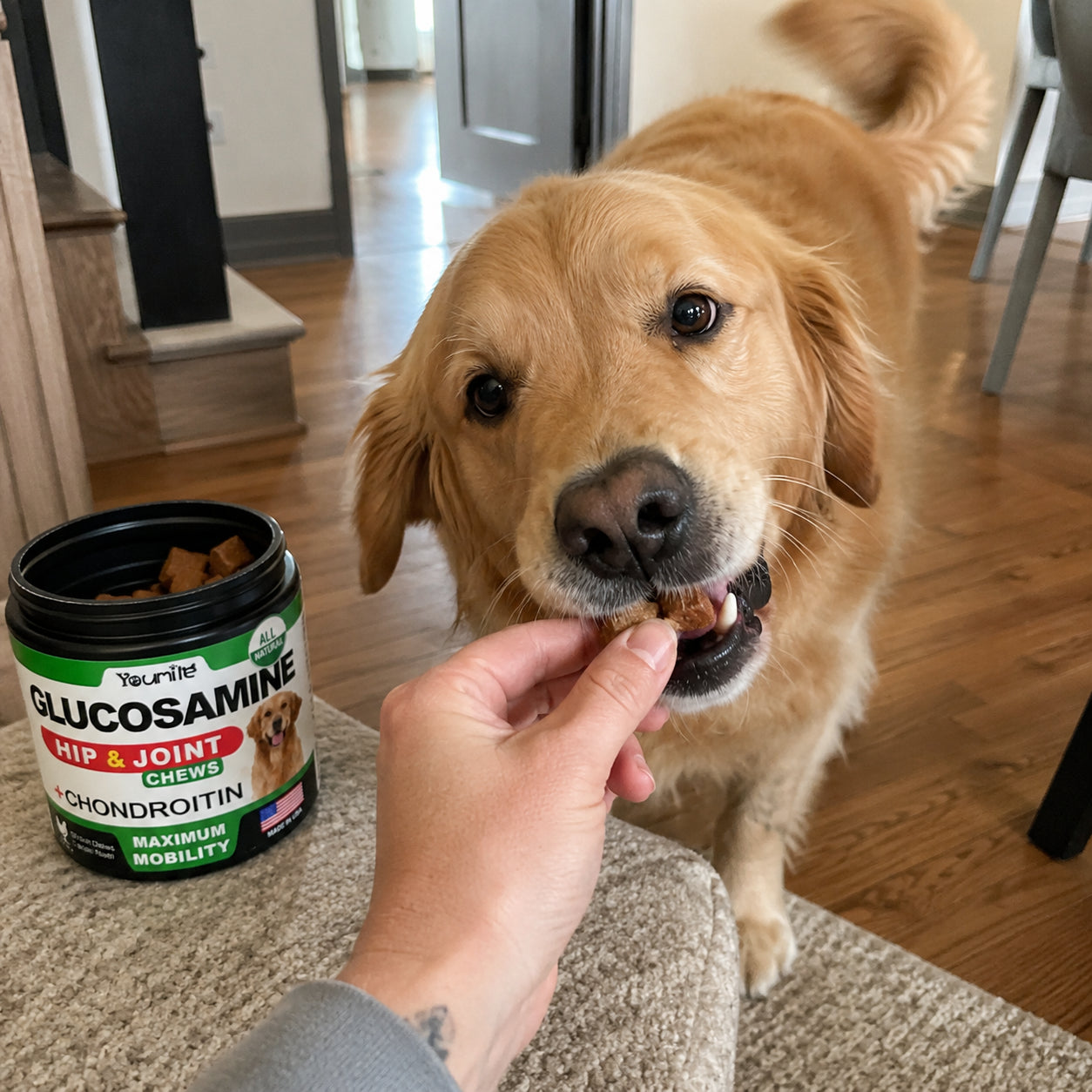 Golden retriever taking a Companion Chews soft chew from its owner's hand